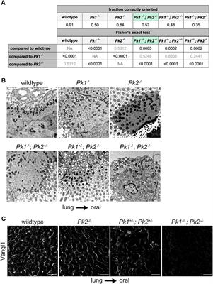 Distinct overlapping functions for Prickle1 and Prickle2 in the polarization of the airway epithelium
